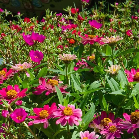 Lägenhet Morski Rai *