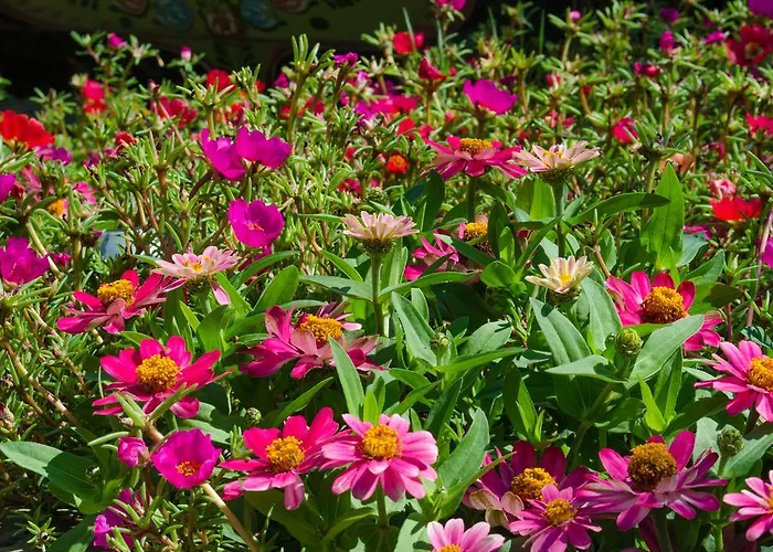 דירה Morski Rai *